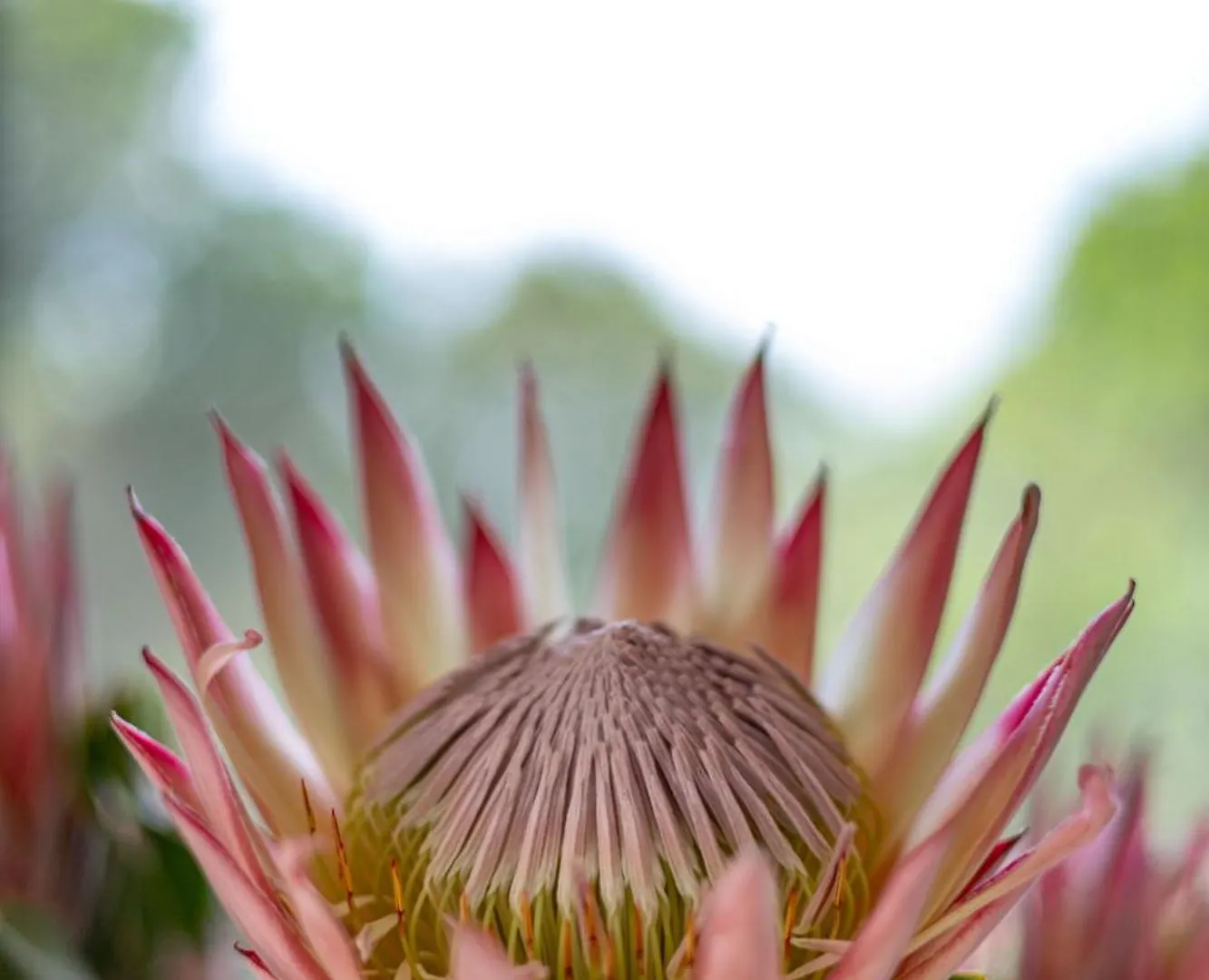 Villa Luxury Eco Villa, Houtbay, Cape Town, South Africa Hout Bay